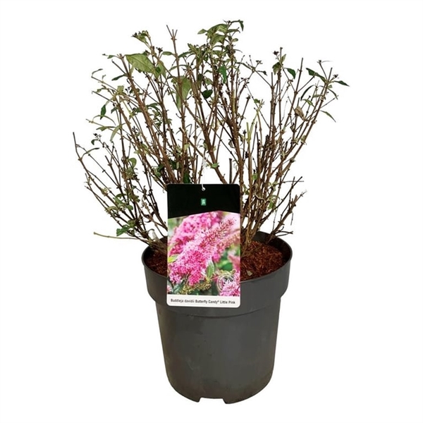 <h4>Buddleja d. B. Candy Little Pink</h4>