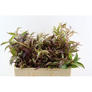 Leucothoe Walteri Rainbow