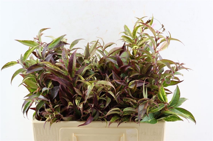 Leucothoe Walteri Rainbow