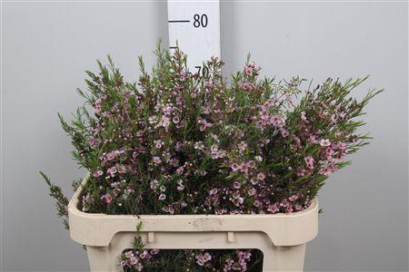 <h4>Chame Un Pink Shine</h4>