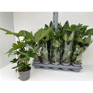 Fatsia Ov