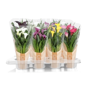 Zantedeschia gemengd Calla mix in bedrukte hoes