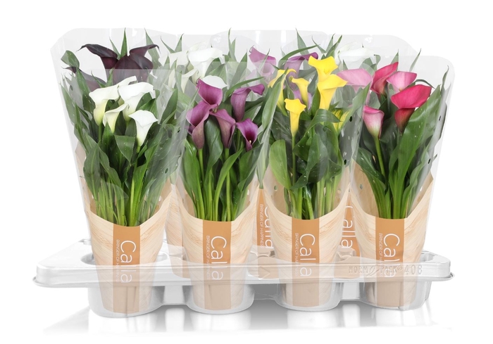 <h4>Zantedeschia gemengd Calla mix in bedrukte hoes</h4>