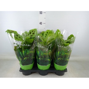 Maranta leuc. 'Kerchoveana'