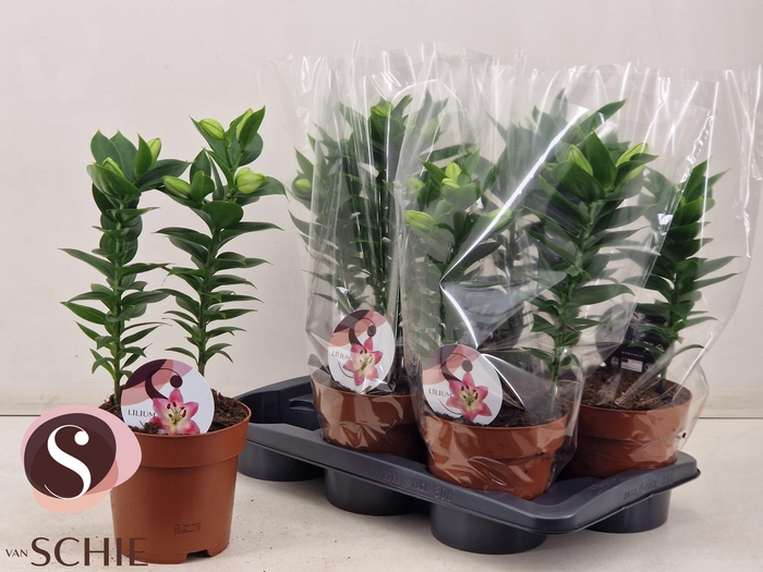 <h4>LIL OR SOUVENIR</h4>