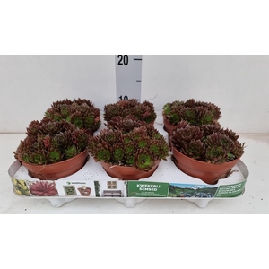 Sempervivum   ...