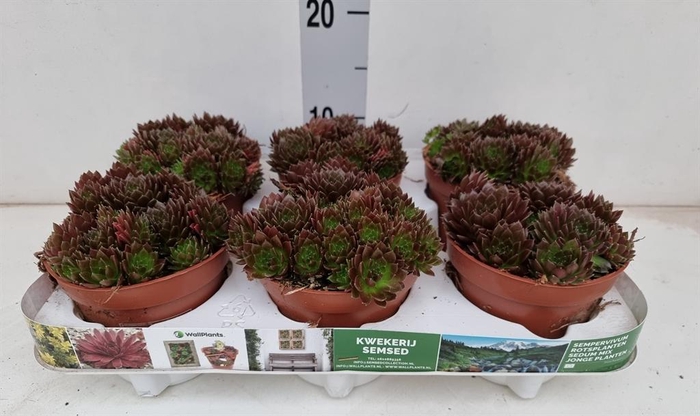 <h4>Sempervivum   ...</h4>