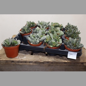 Succ Adromischus Mix