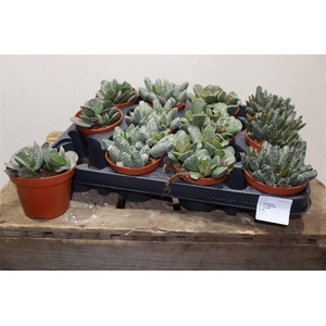 arr8 Succ Adromischus Mix