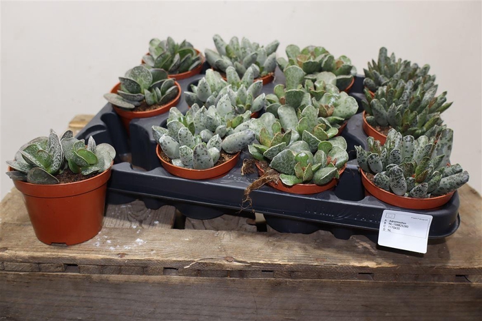 <h4>Succ Adromischus Mix</h4>
