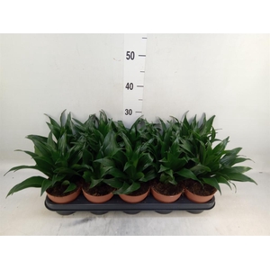 Dracaena frag. 'Compacta'