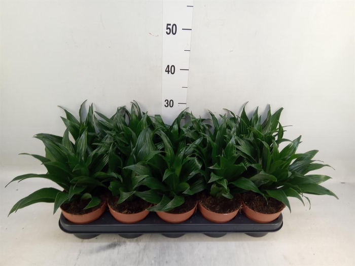<h4>Dracaena frag. 'Compacta'</h4>