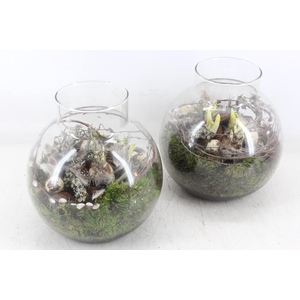 arr4 Narcis MB - Bolglas nek x4