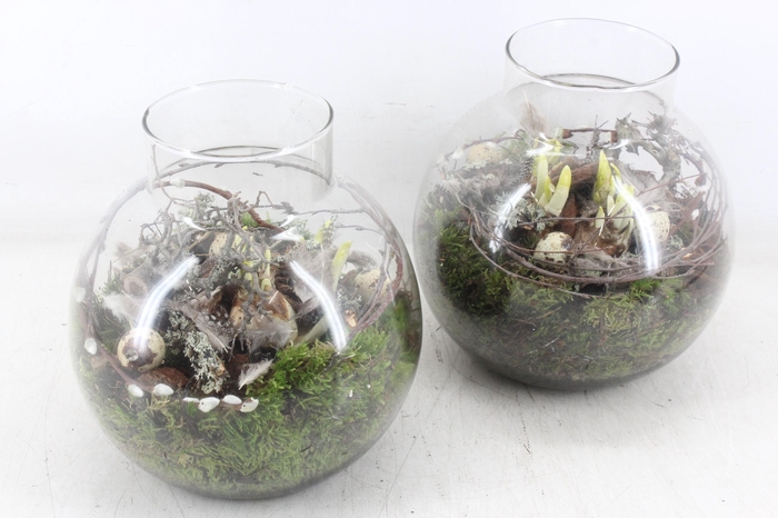 <h4>arr4 Narcis MB - Bolglas nek x4</h4>