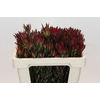 Leucadendron Blush Spray