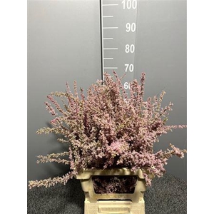 Genista Col Pink 200gr