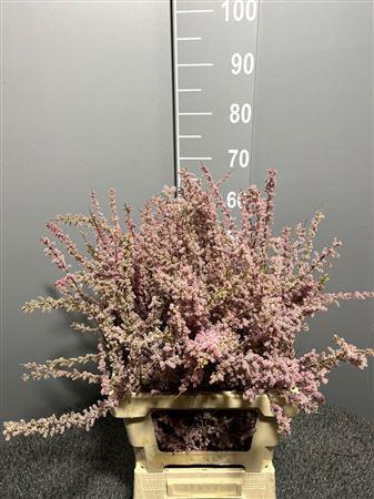 <h4>Genista Col Pink 200gr</h4>