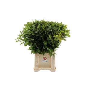 Eikenblad ( Quercus ) Palustris Fijn