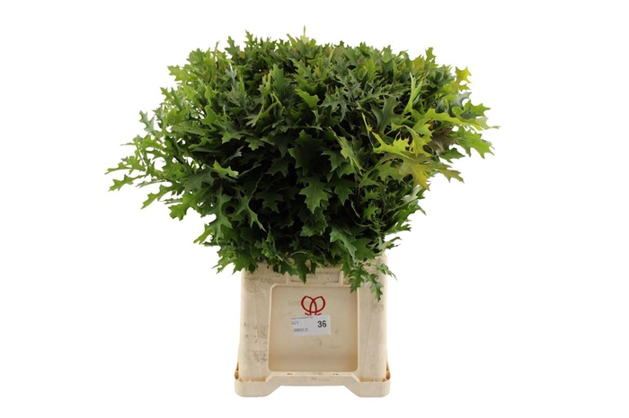<h4>Eikenblad ( Quercus ) Palustris Fijn</h4>