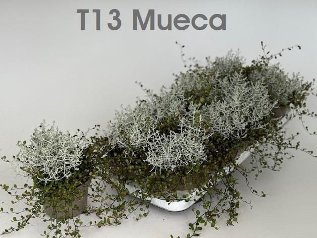 <h4>LEUCOPH BROWNII</h4>