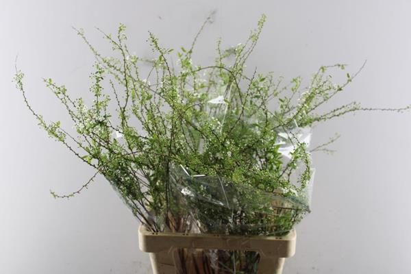 <h4>Spir C Grefsheim</h4>