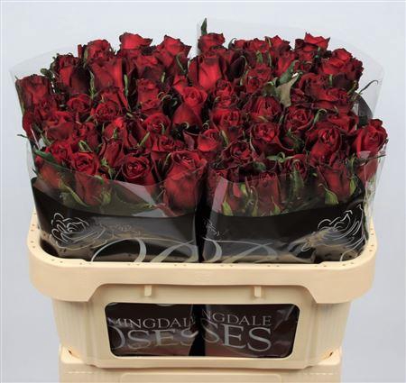 <h4>R Gr Ever Red</h4>