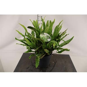Asplenium Scolopendrium 24 Cm. Pot
