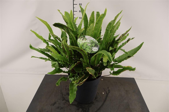 <h4>Asplenium Scolopendrium 24 Cm. Pot</h4>