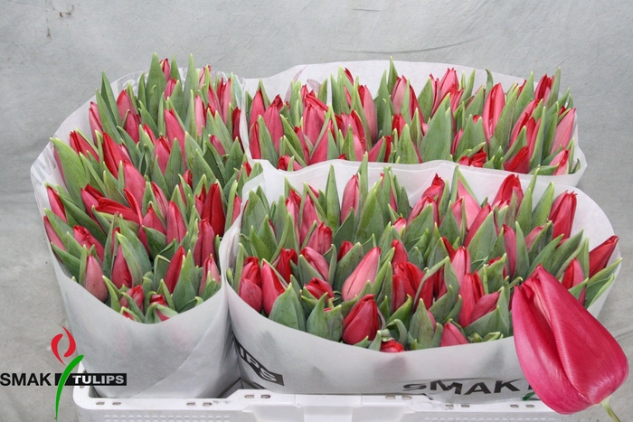 <h4>TU EN FIRST STAR</h4>