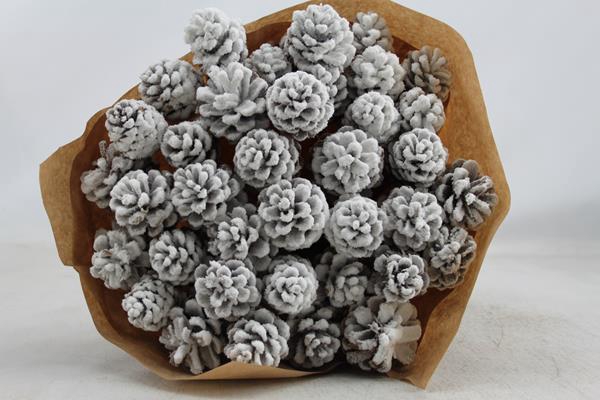 <h4>Droog Denneappel Sneeuw X40</h4>