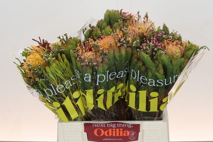 <h4>BQ Nutans 2 Flower</h4>