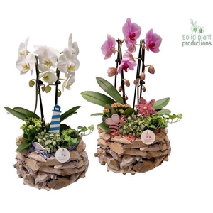 PH008 Driftwood White Washed Summer Mix