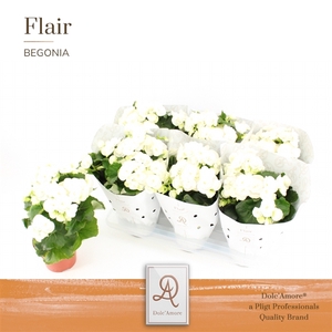 Begonia Clara P14 Dolc'Amore® Flair Metallic