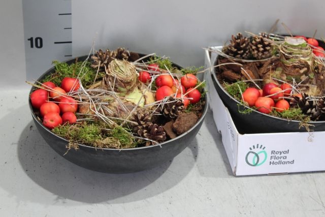 <h4>ARR HIPPEASTRUM</h4>