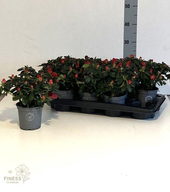 <h4>RHODO SI RED P12</h4>