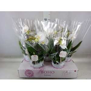 Phalaenopsis   ...white