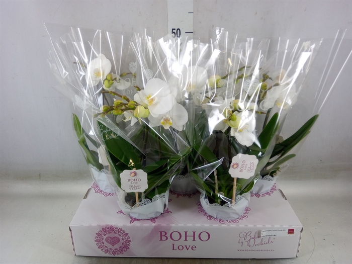<h4>Phalaenopsis   ...white</h4>