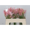 Nerine Vesta K