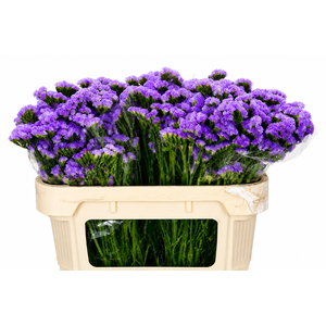 Limonium Sinuatum Lilac Blue