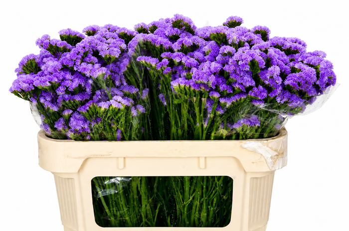 <h4>Limonium Sinuatum Lilac Blue</h4>