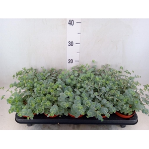 Sedum sieboldii