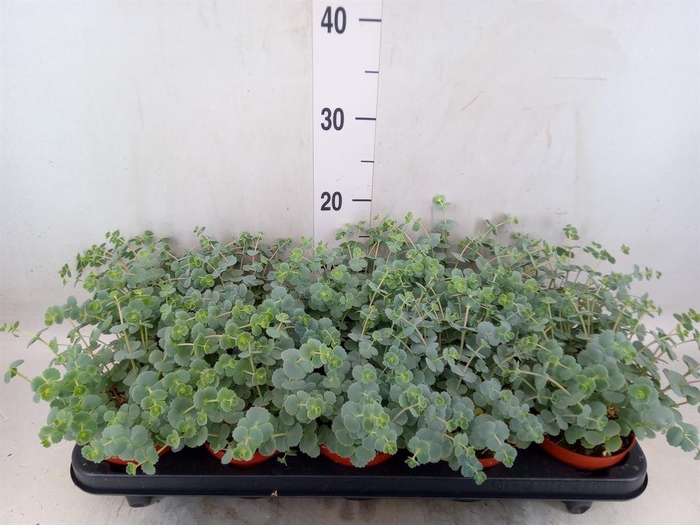 <h4>Sedum sieboldii</h4>