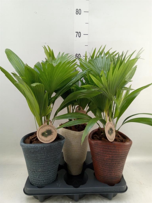 <h4>Livistona rotundifolia</h4>
