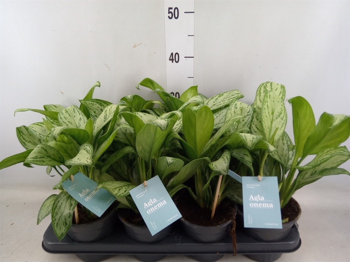 <h4>Aglaonema  'Maria Christina'</h4>