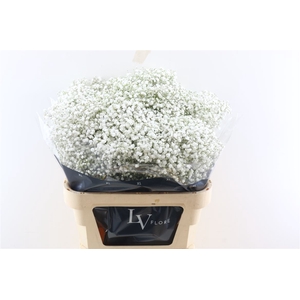 Gyps Pa Cosmic White 750gr CO