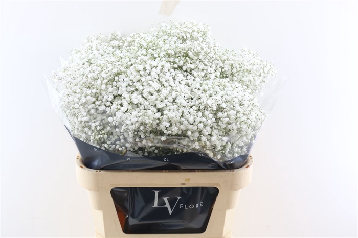 <h4>Gyps Pa Cosmic White 750gr CO</h4>