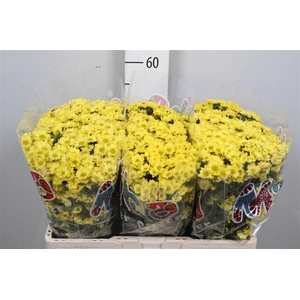 Chr S Mad Ringa Yell