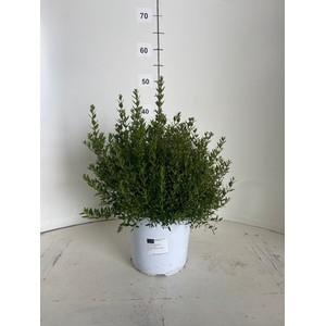 MYRTUS COMMUNIS