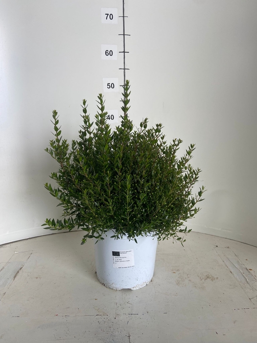 <h4>MYRTUS COMMUNIS</h4>