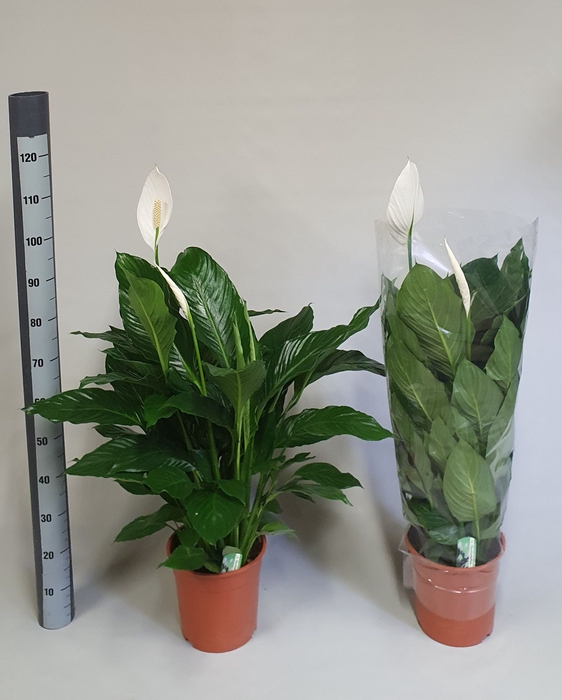 <h4>SPATH SWEET LAURETTA</h4>